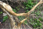 Phòng trị bệnh vàng lá thối rễ trên cây có múi