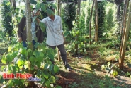 Bình Phước: Nông dân đang mạo hiểm với hồ tiêu giống lạ Malaysia