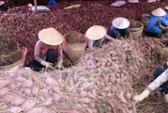 Đồng Bằng Sông Cửu Long: Nông dân tiếp tục khóc ròng vì nông sản rớt giá