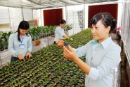 Vấn đề dạy nghề cho nông dân ở Tp.Hồ Chí Minh: Bài học để giúp cho nông dân & nông thôn thoát nghèo…